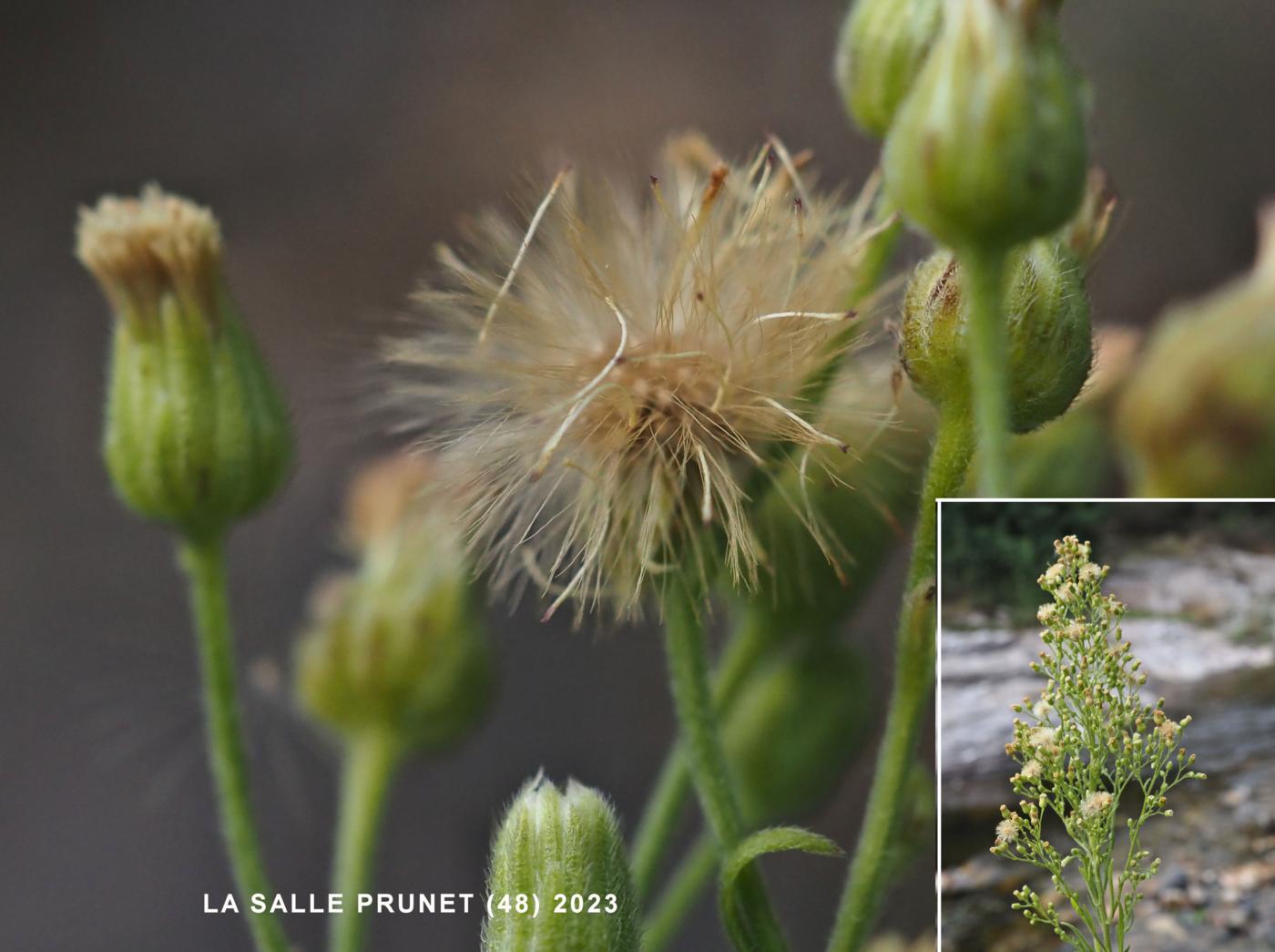 Fleabane, (Sumatran) fruit